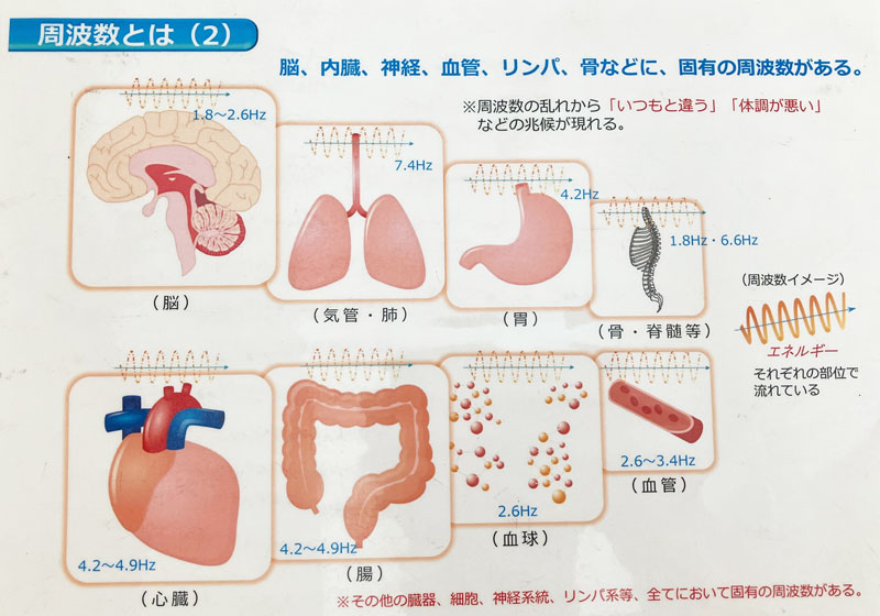 周波数とは 脳、内臓、神経、血管、リンパ、骨などに、固有の周波数がある。